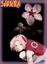 SAkura poze: - laura_bravo_girl - sakura haruno